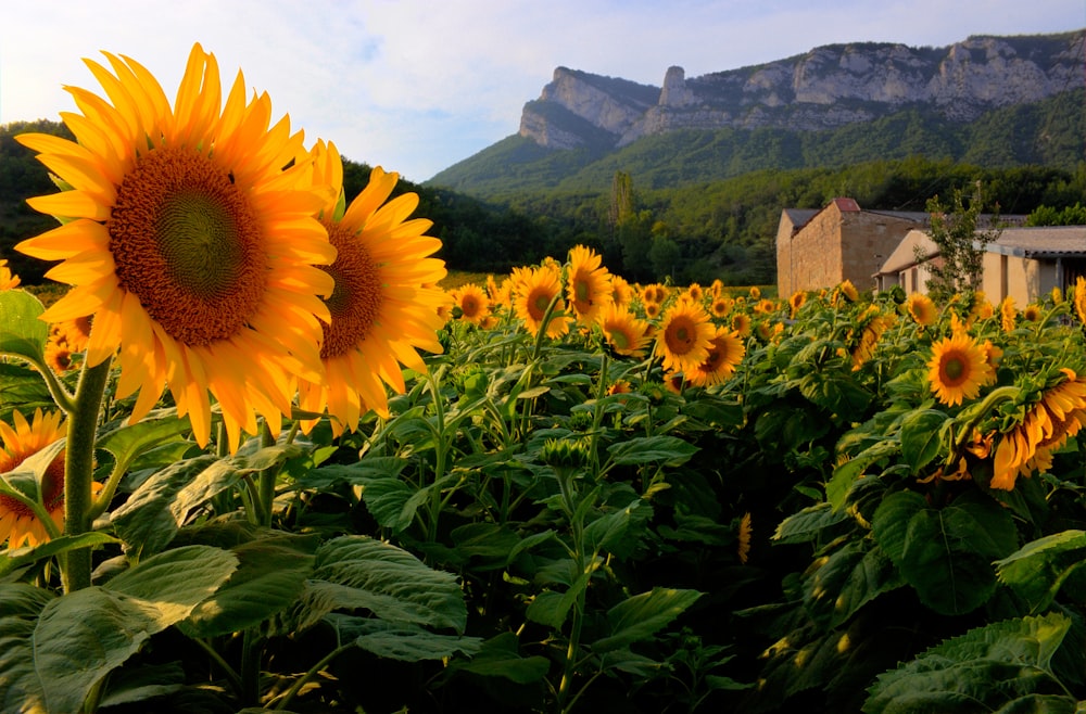 blooming sunflower field near house viewing mountain under white and blue sky during daytime