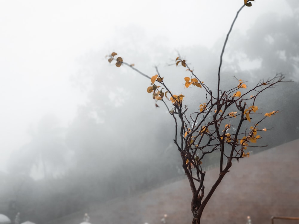a small tree with yellow leaves in a foggy area