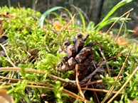 Close-up of a pinecone resting on a bed of moss with gentle sunlight filtering through.