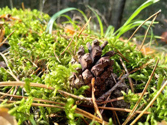 Close-up of a pinecone resting on a bed of moss with gentle sunlight filtering through.