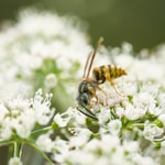 selective focus photo of bee perch on white flower