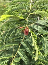 Close-up of Madagascar vanilla pods hanging on a vine in a lush green plantation.