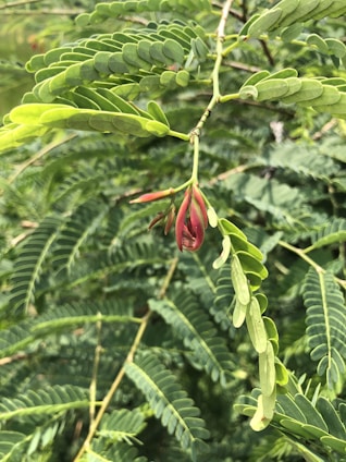 Close-up of Madagascar vanilla pods hanging on a vine in a lush green plantation.