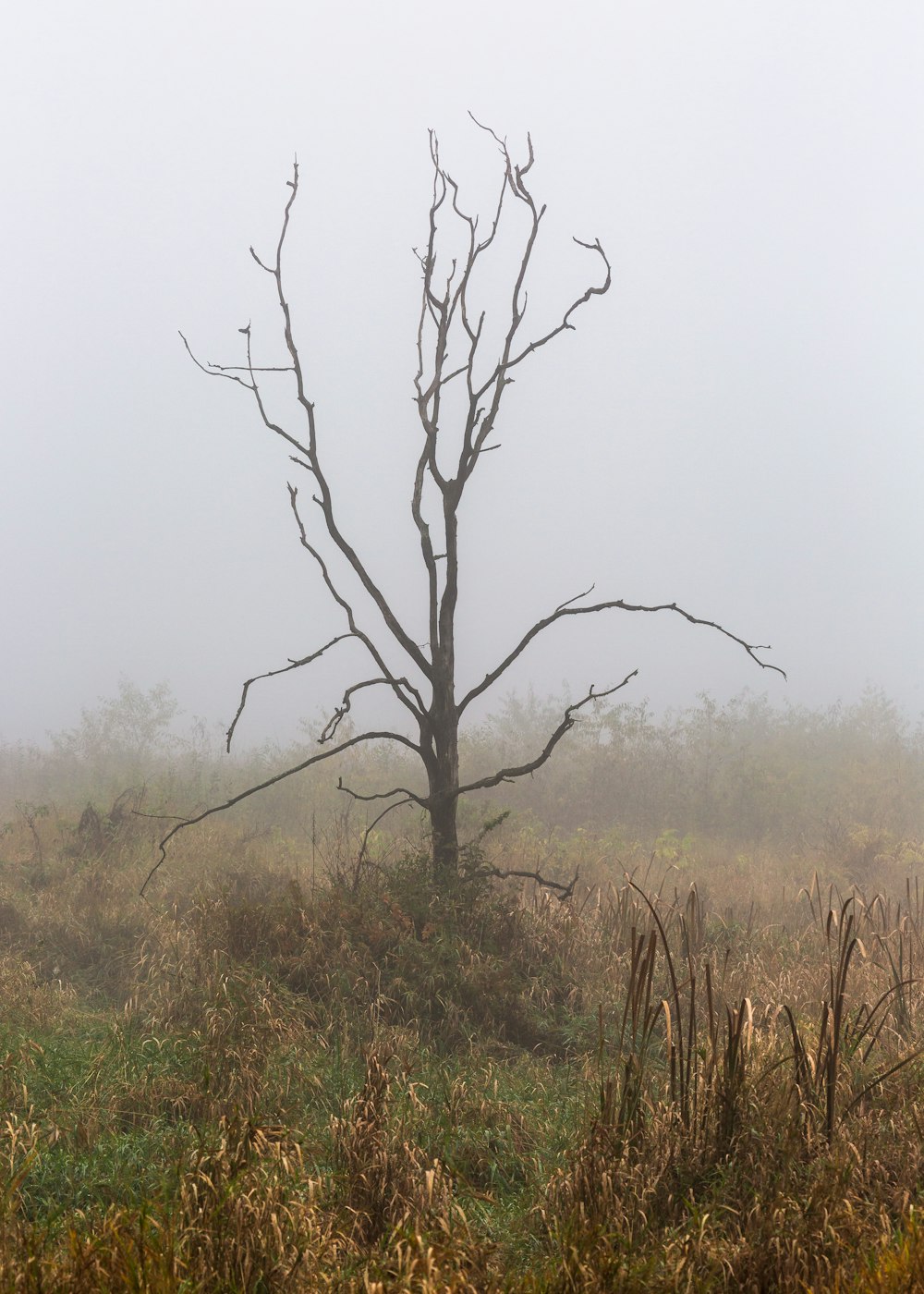 Arbre sans feuilles sur un champ d’herbe