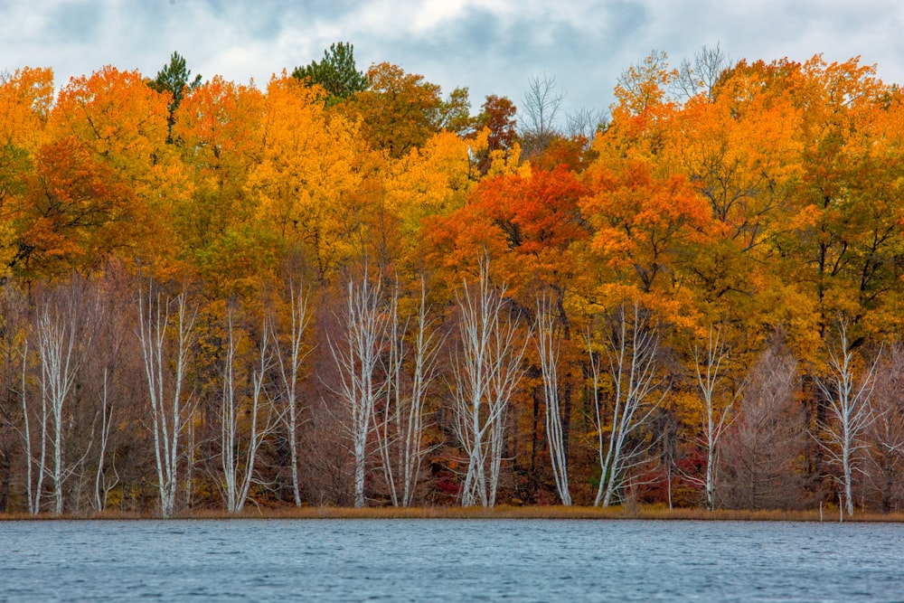 calmo specchio d'acqua circondato da alberi