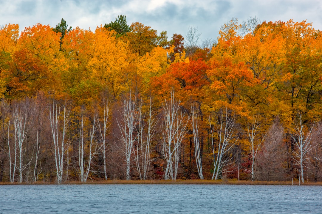  calm body of water surrounded by trees bald eagle