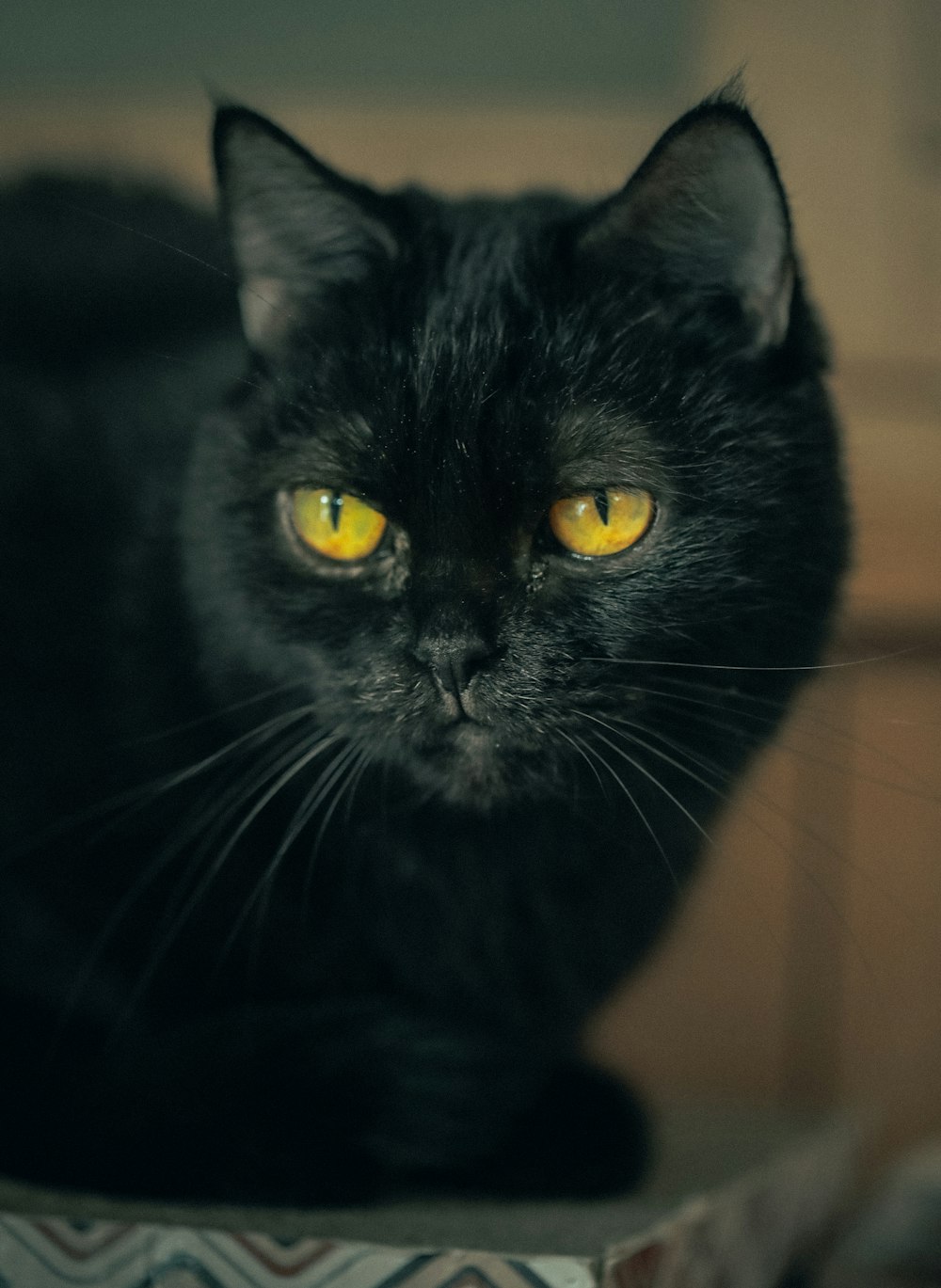 black cat