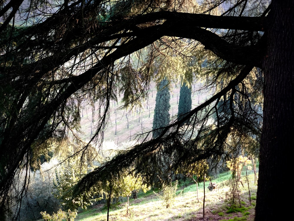 green-leafed trees