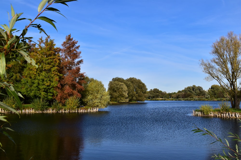 calm body of water surrounded by trees