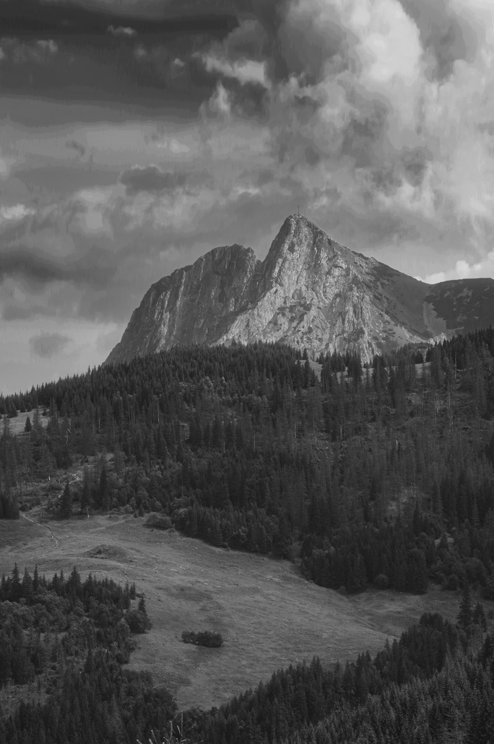 grayscale photo of pine trees in front of mountain