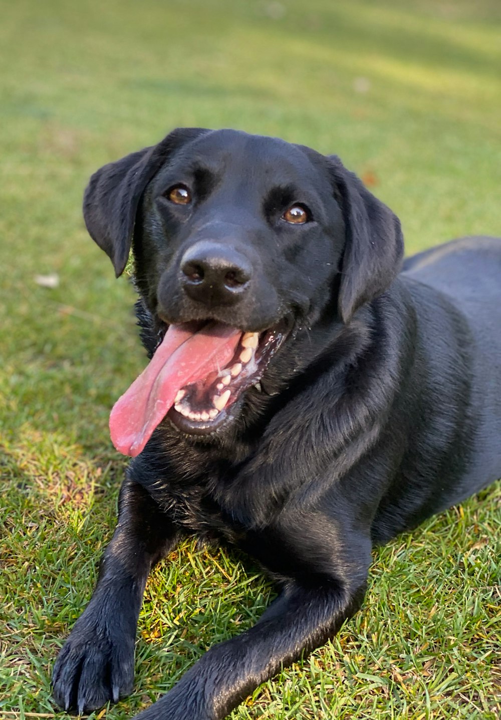 black dog lying on green grass