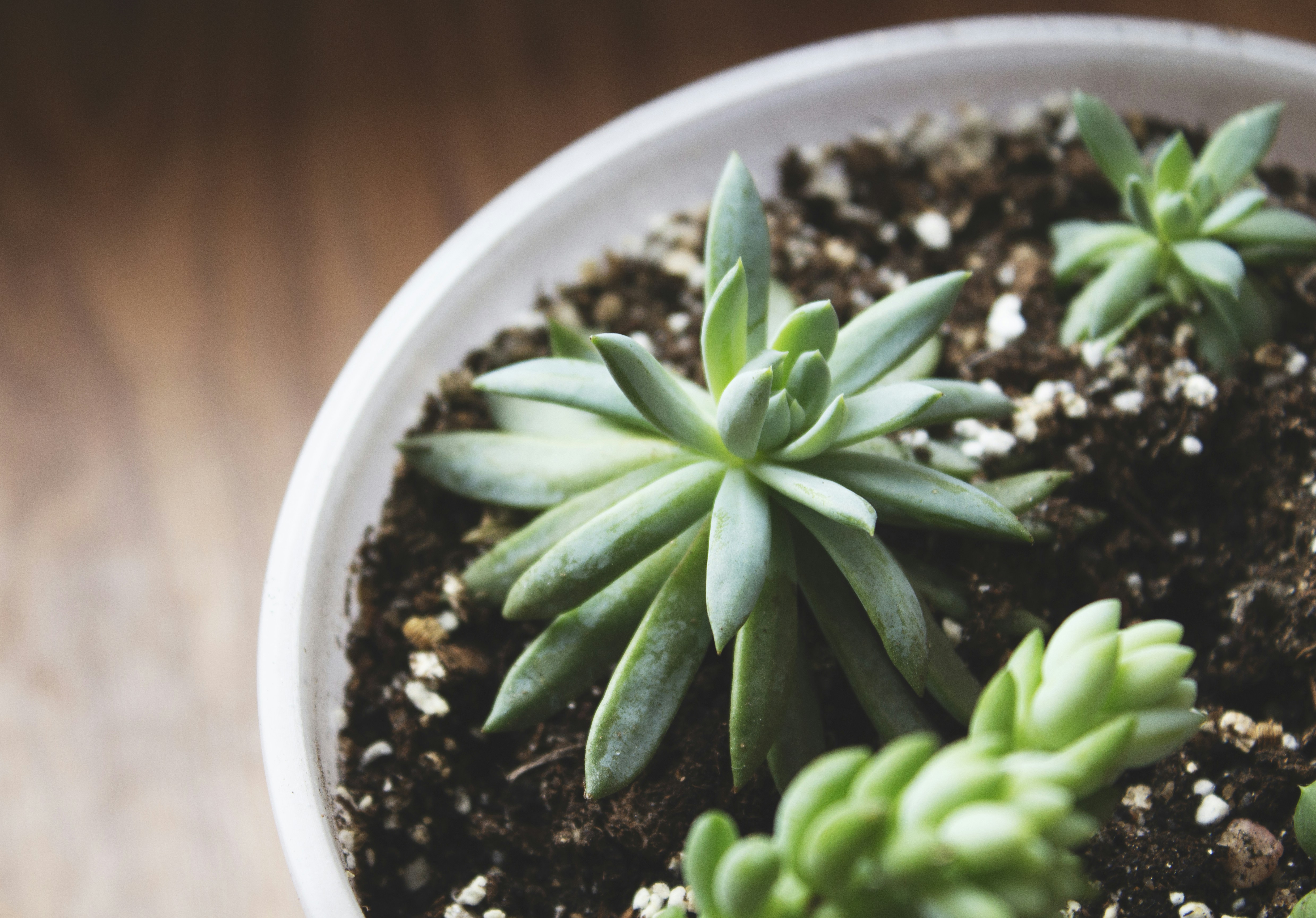 Photo by mabevillanueva