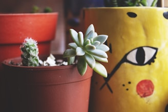 Close-up of unique indigenous plants in pots.