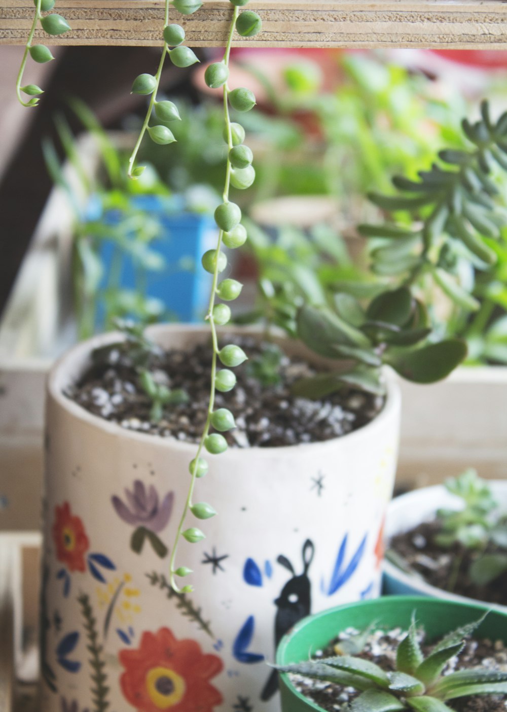 green-leafed plant