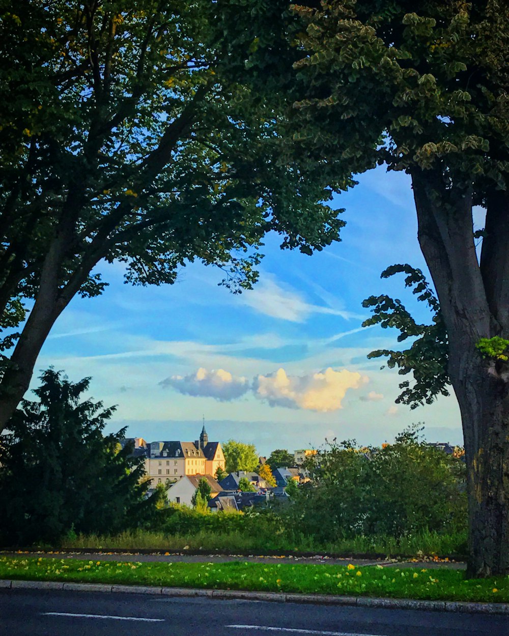 trees near street and plants