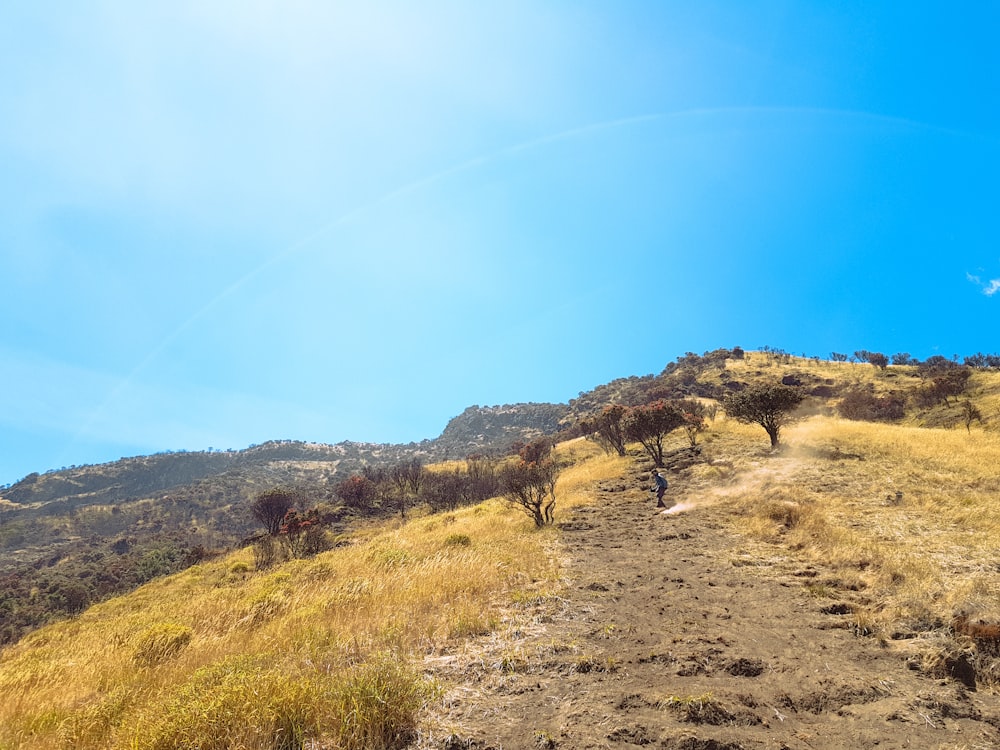 person standing on mountain ridge beside trees during daytime