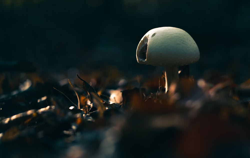 버섯의 선택적 초점 사진