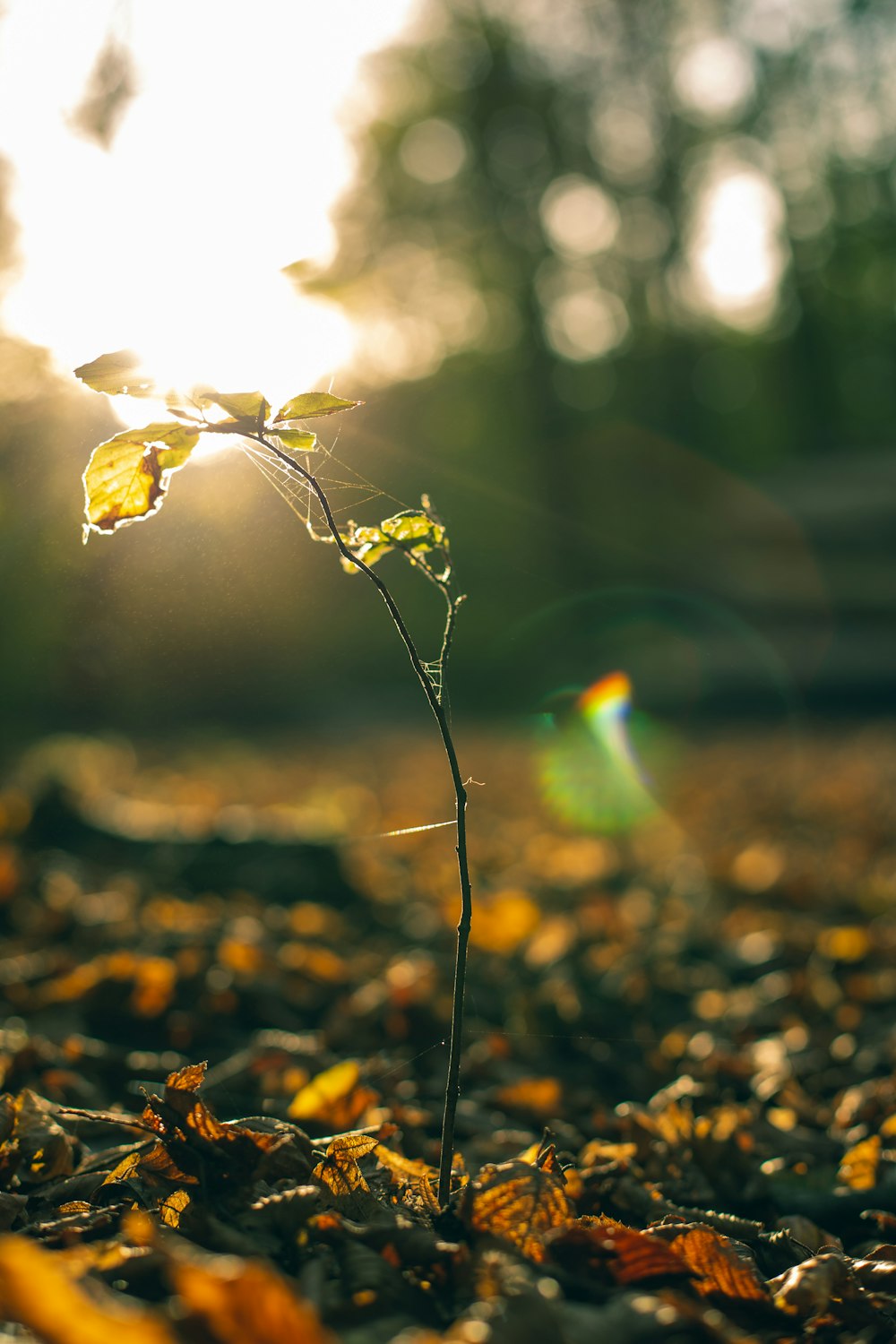 selective focus photo of green-leafed plant