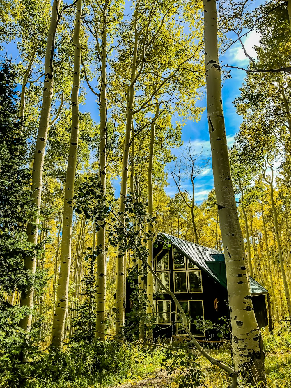 black house on forest