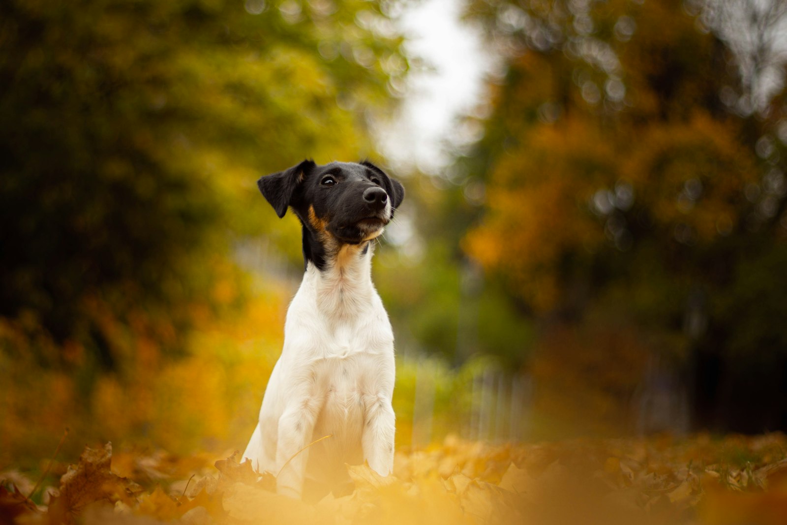 Sony a6000 + Sony DT 50mm F1.8 SAM sample photo. Black and white dog photography