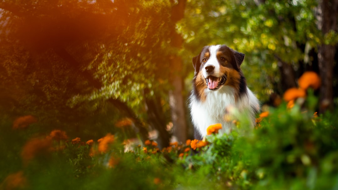 tricolor miniature Australian shepherd on flower field