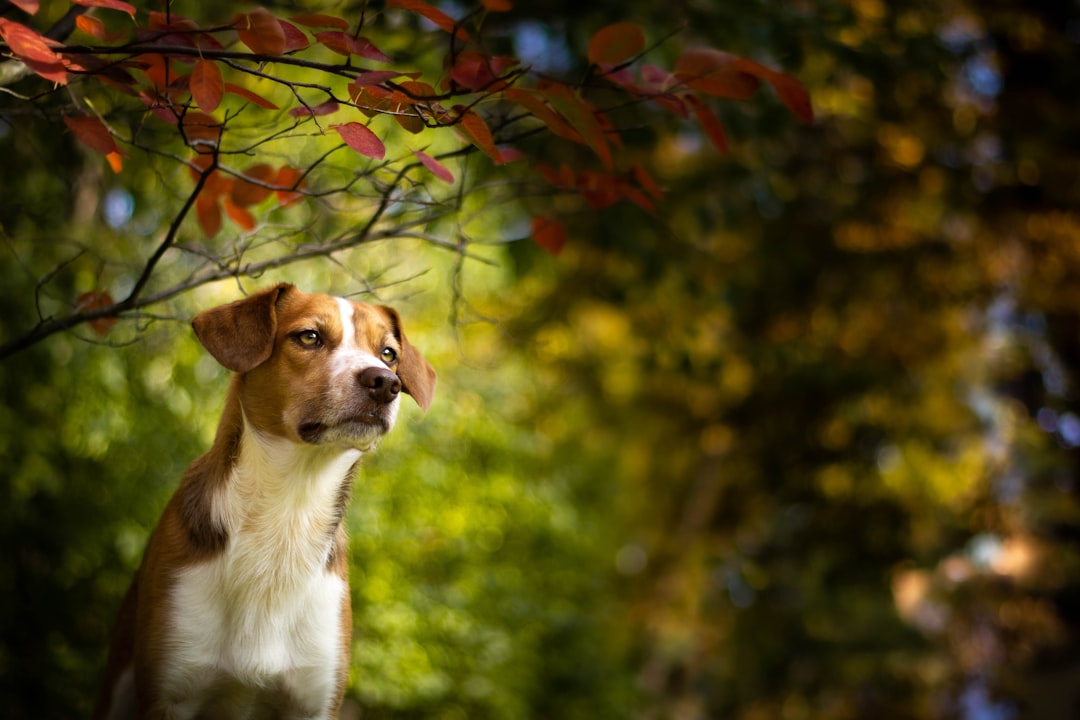 selective focus photo of white and tan dog