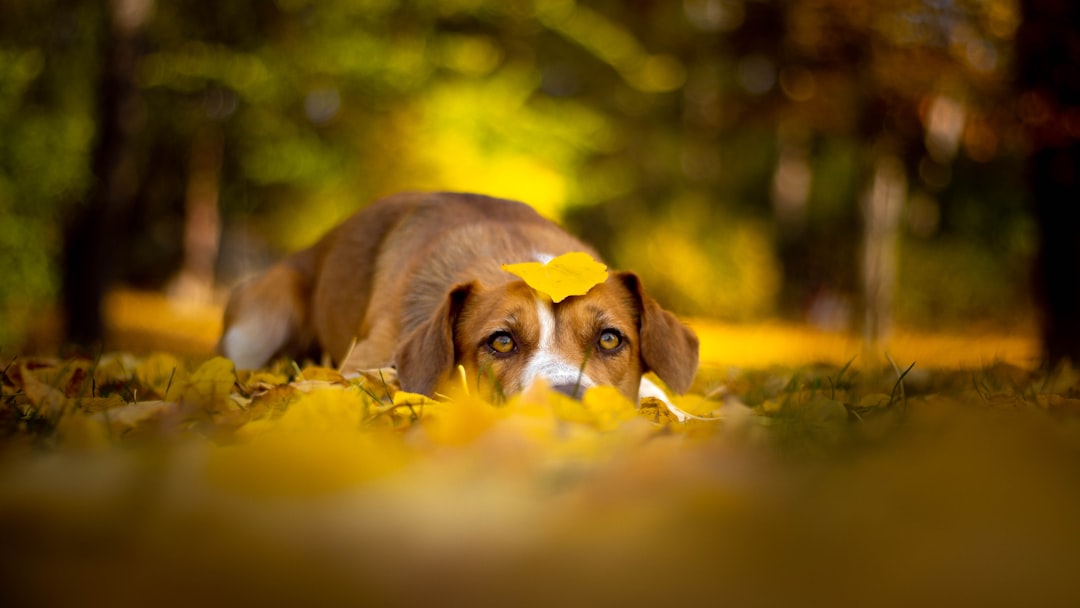 brown and white Austrian shepherd resting on the ground