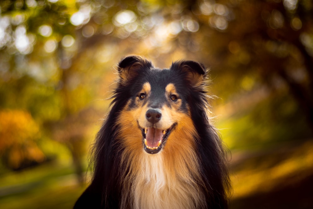 Selektives Fokusfoto eines schwarzen und braunen Hundes