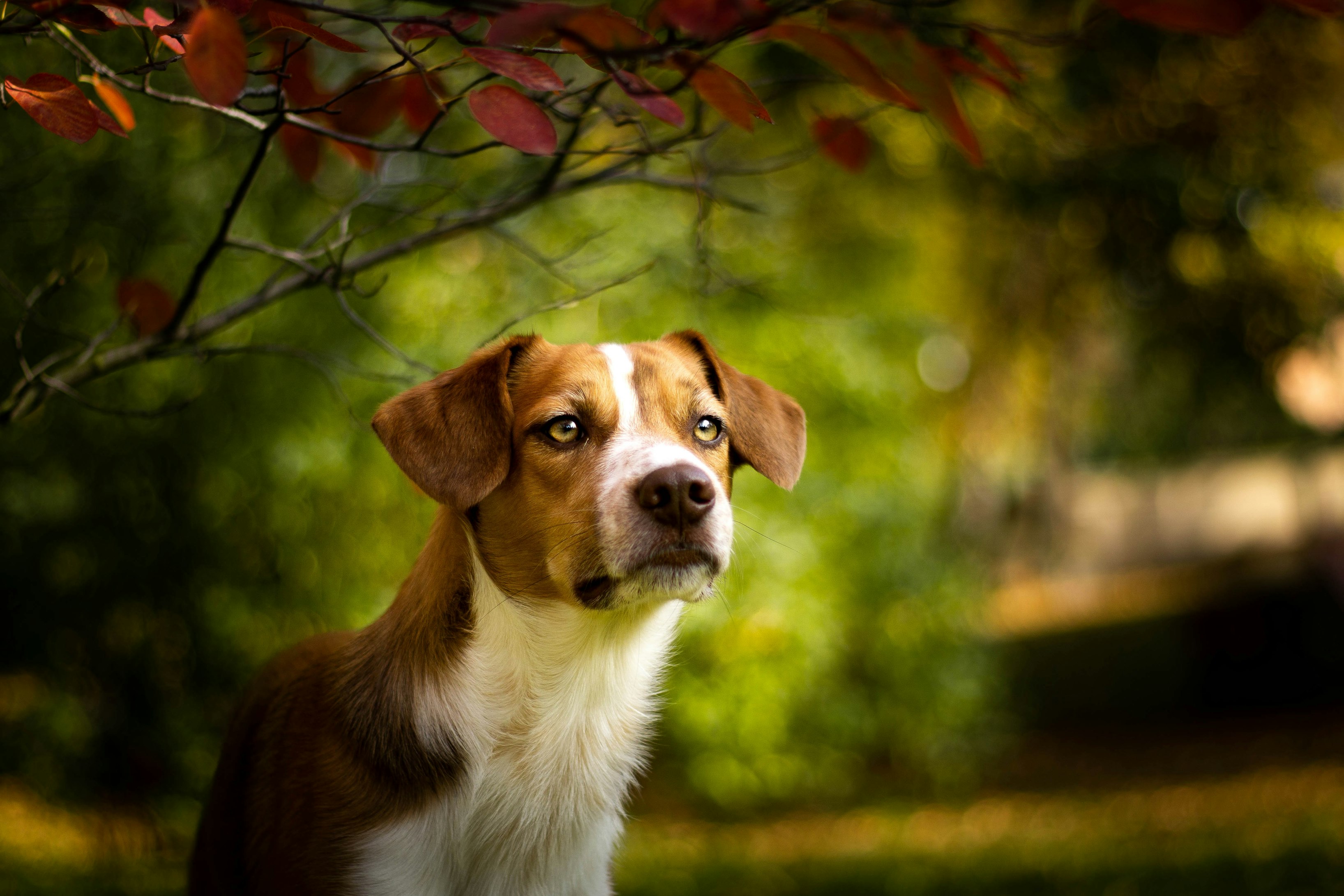 Ein weiß-brauner Hund steht im Wald und schaut intelligent und neugierig
