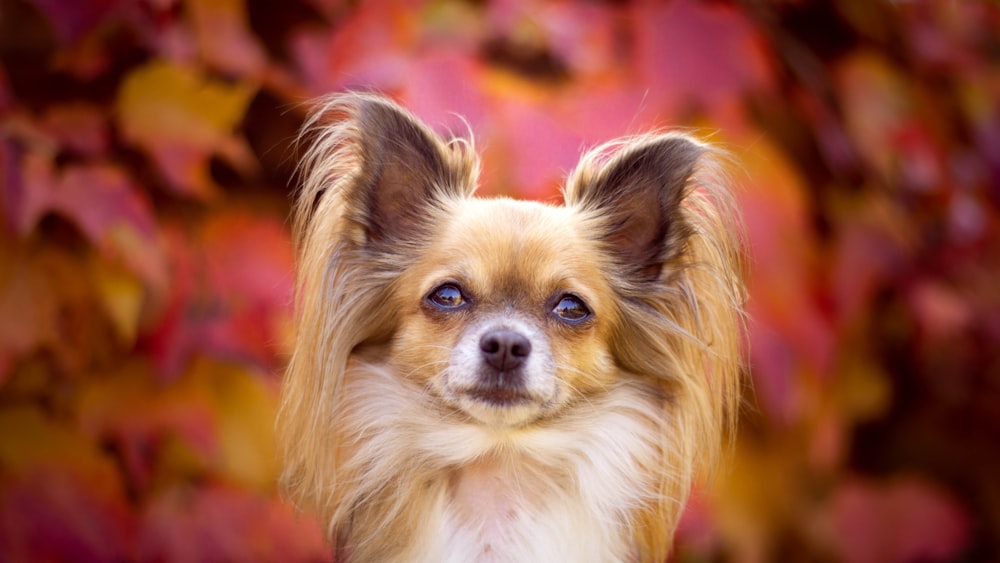 Foto de primer plano adulto de perro papillon marrón y blanco