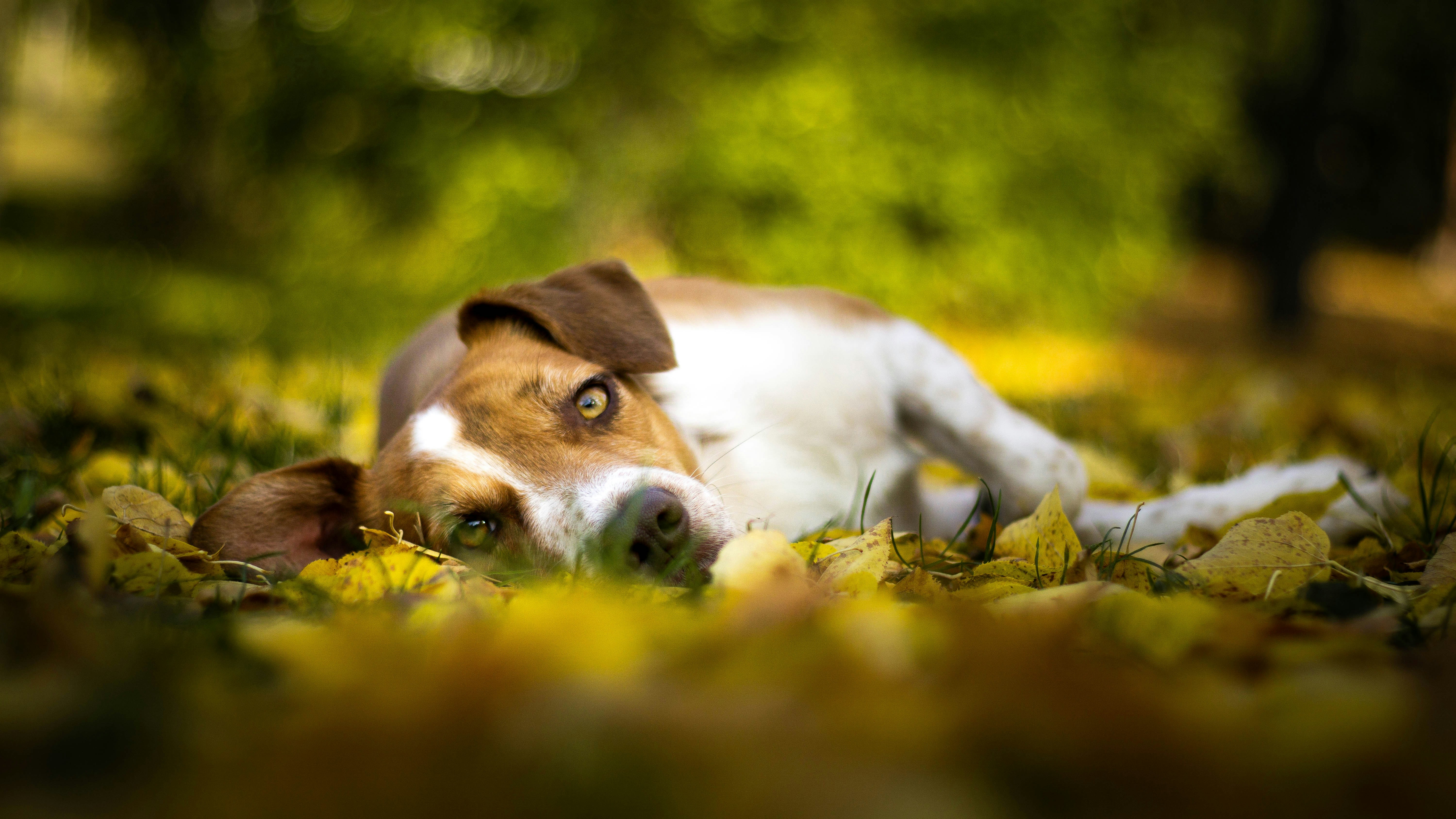 The Ballad of Daisy Wick