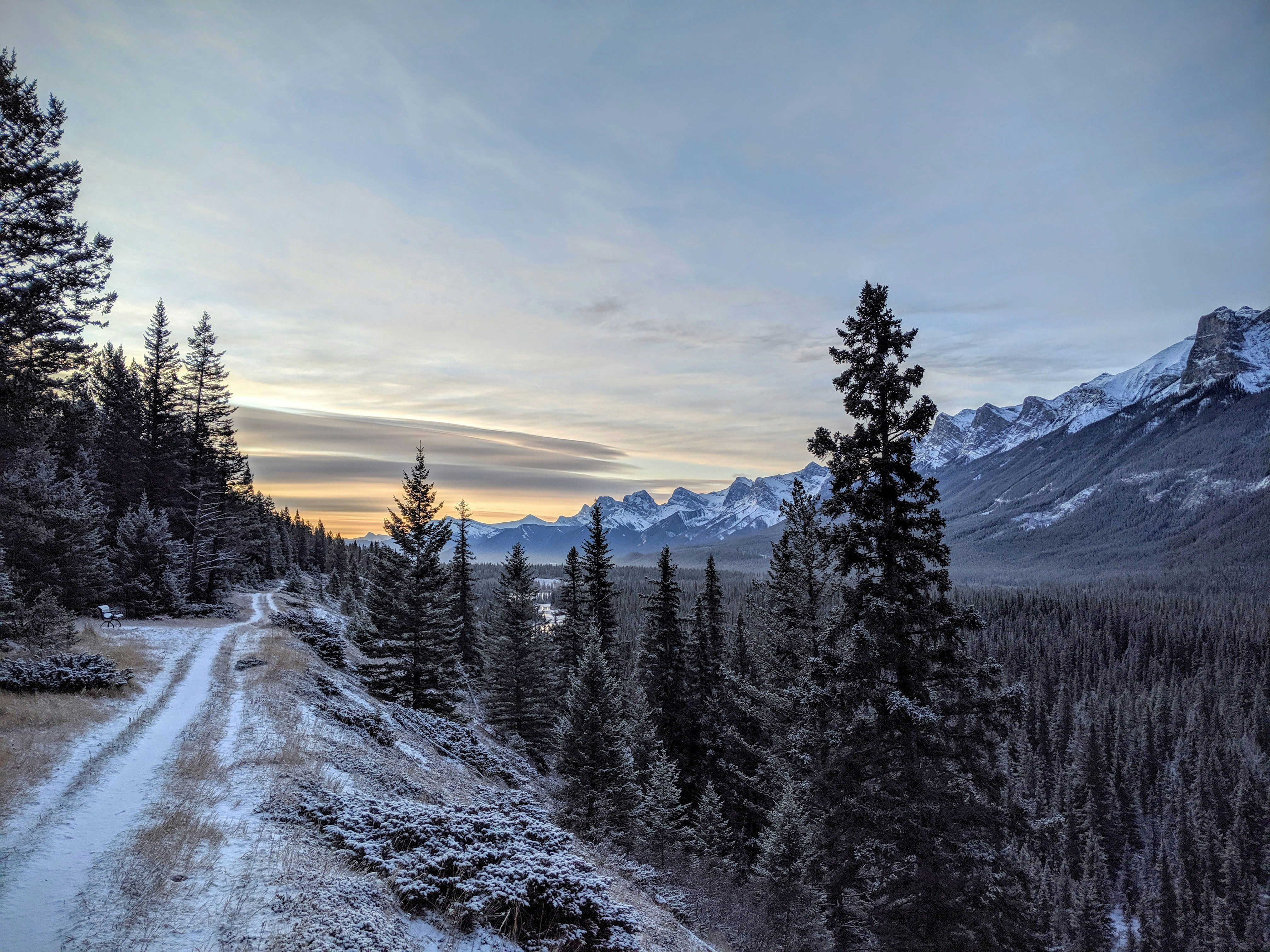unpaved road overlooking tress