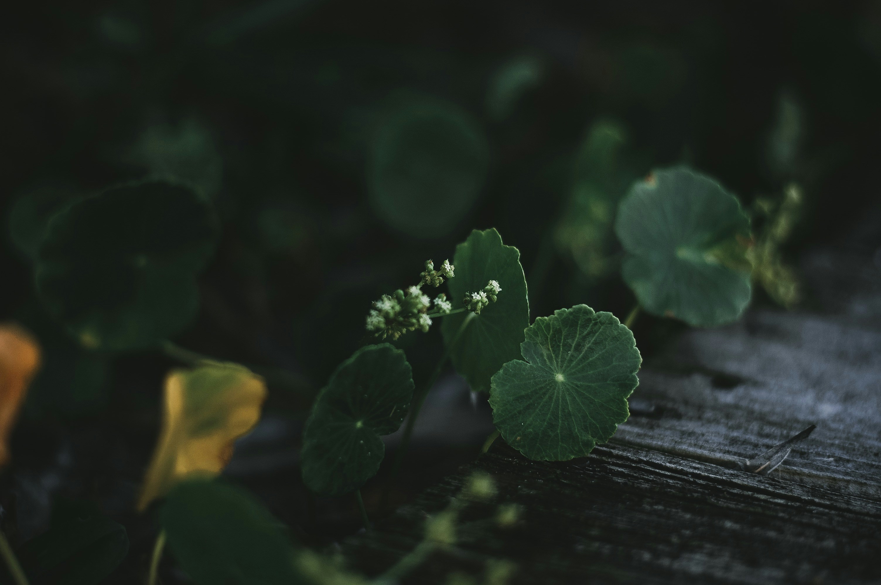 Photo by wilderandrae