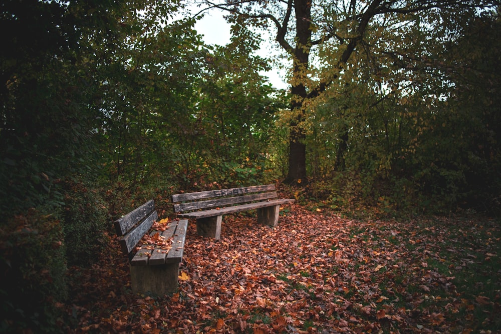 two brown wooden bench surrounded by tress