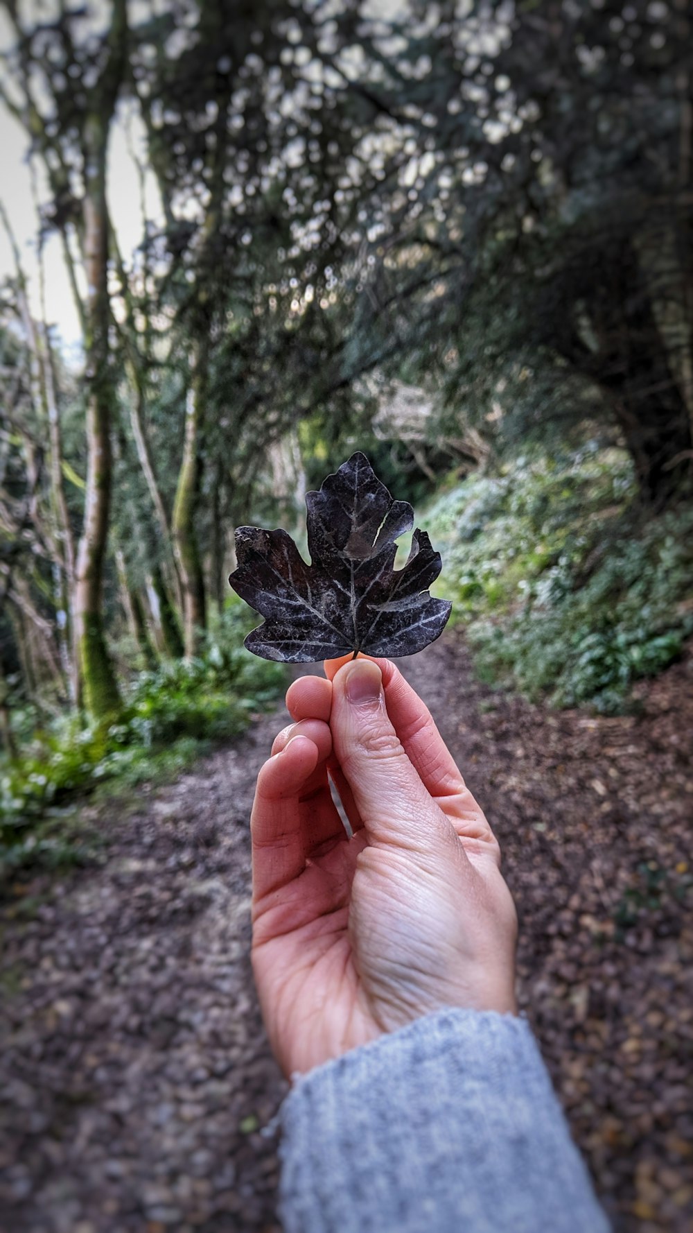 Foto de enfoque selectivo de hoja palmeada