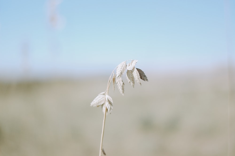 selective-focus photograph of plant