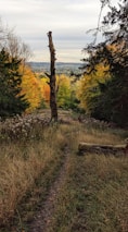 pathway with grass surrounded by trees