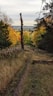 pathway with grass surrounded by trees