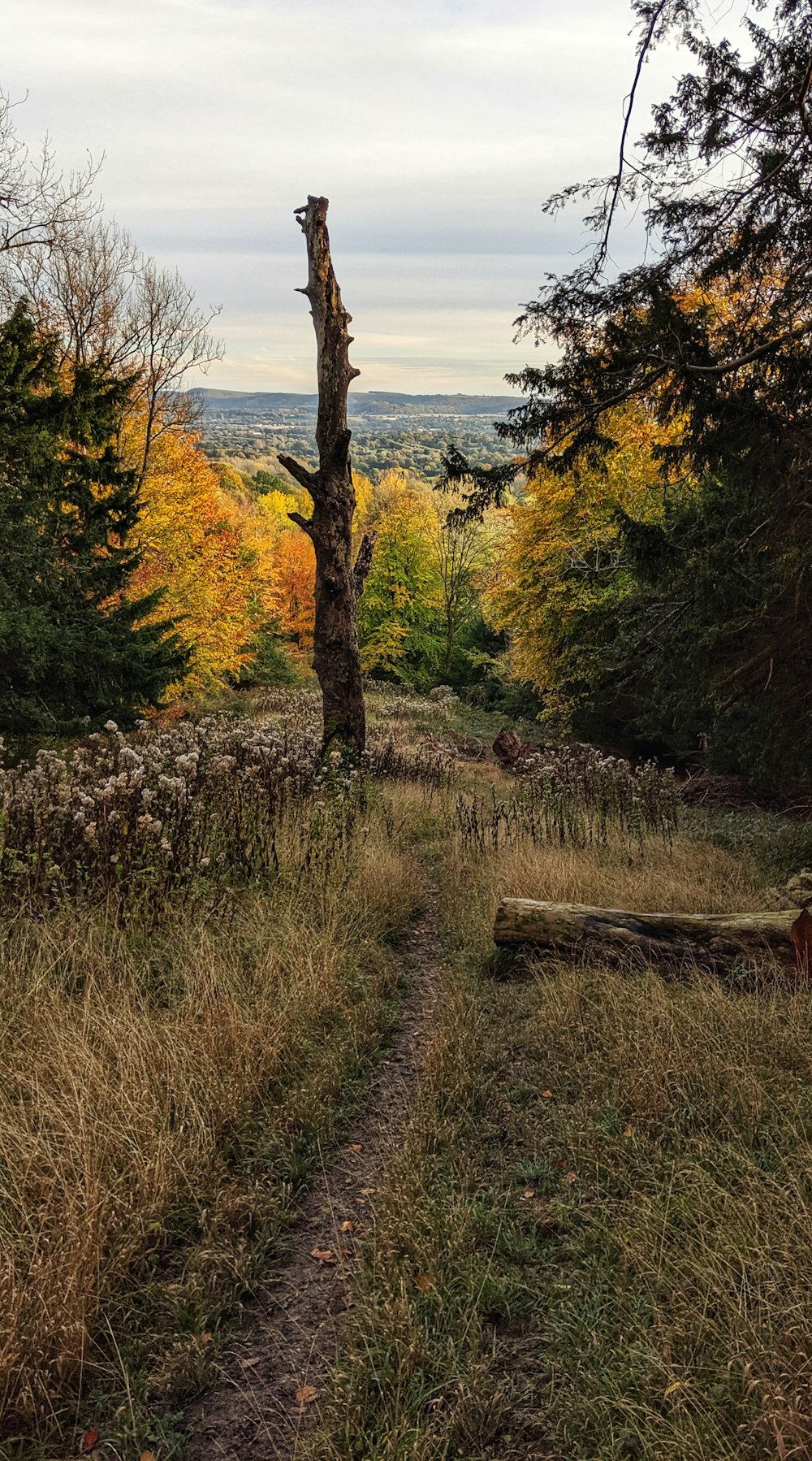 pathway with grass surrounded by trees