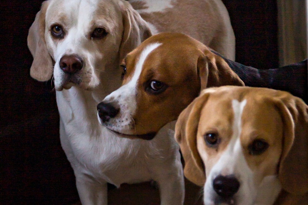 three adult lemon and tricolor beagles