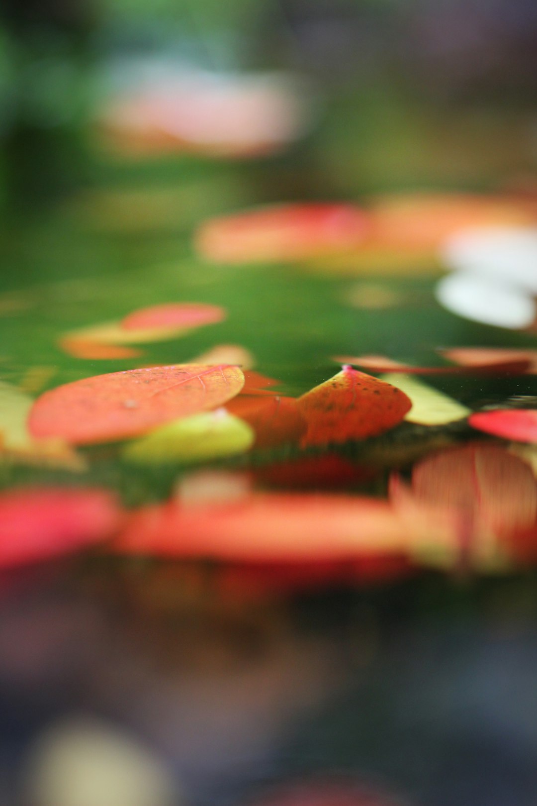 shallow focus photography of orange and yellow leaves