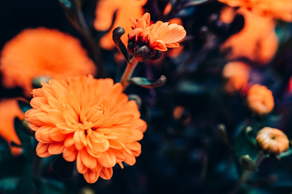 Photo de fleurs d’oranger