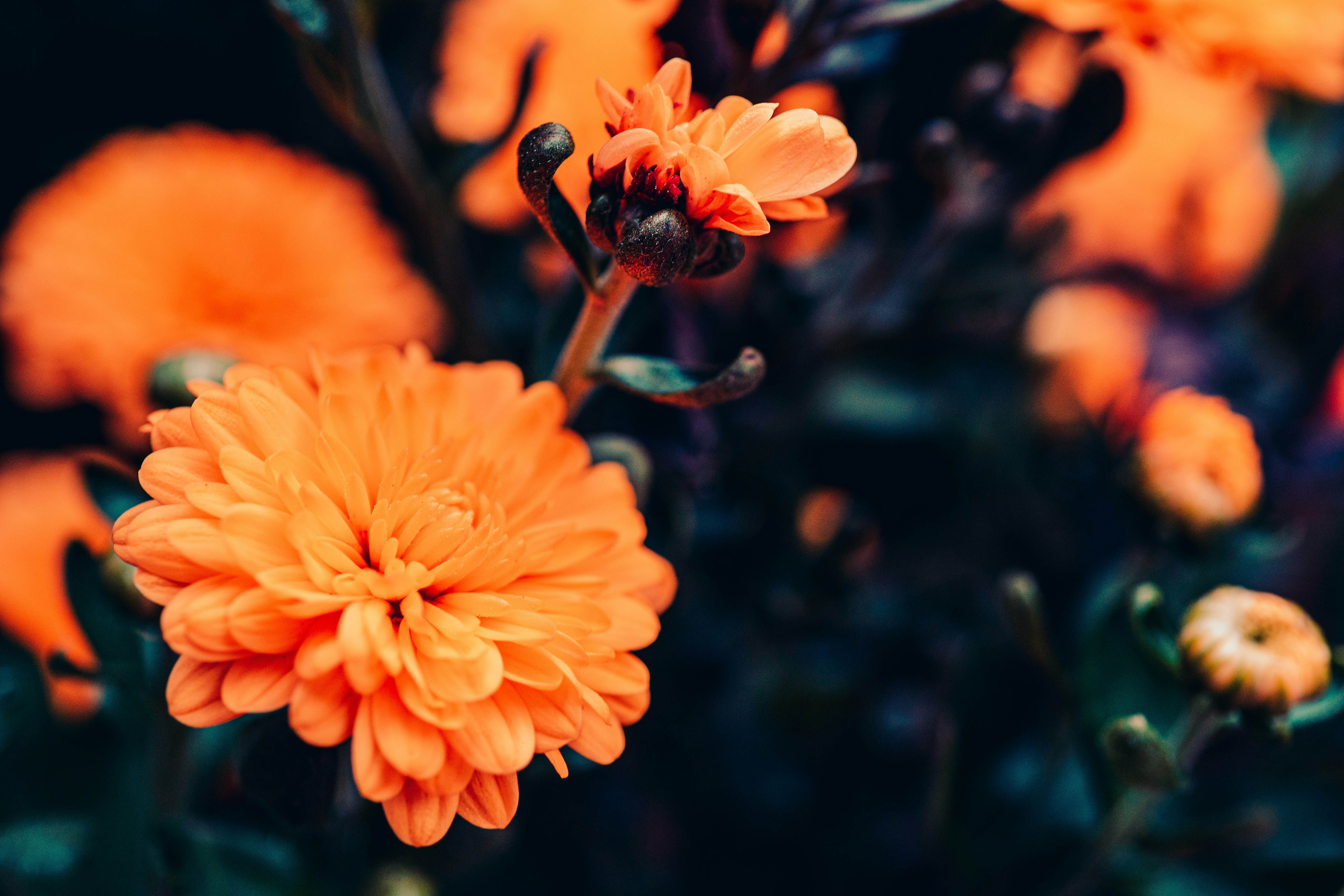 photo of orange flowers