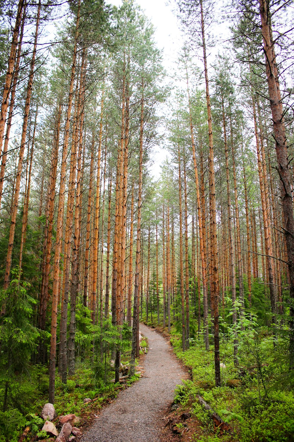 Feldweg zwischen Bäumen