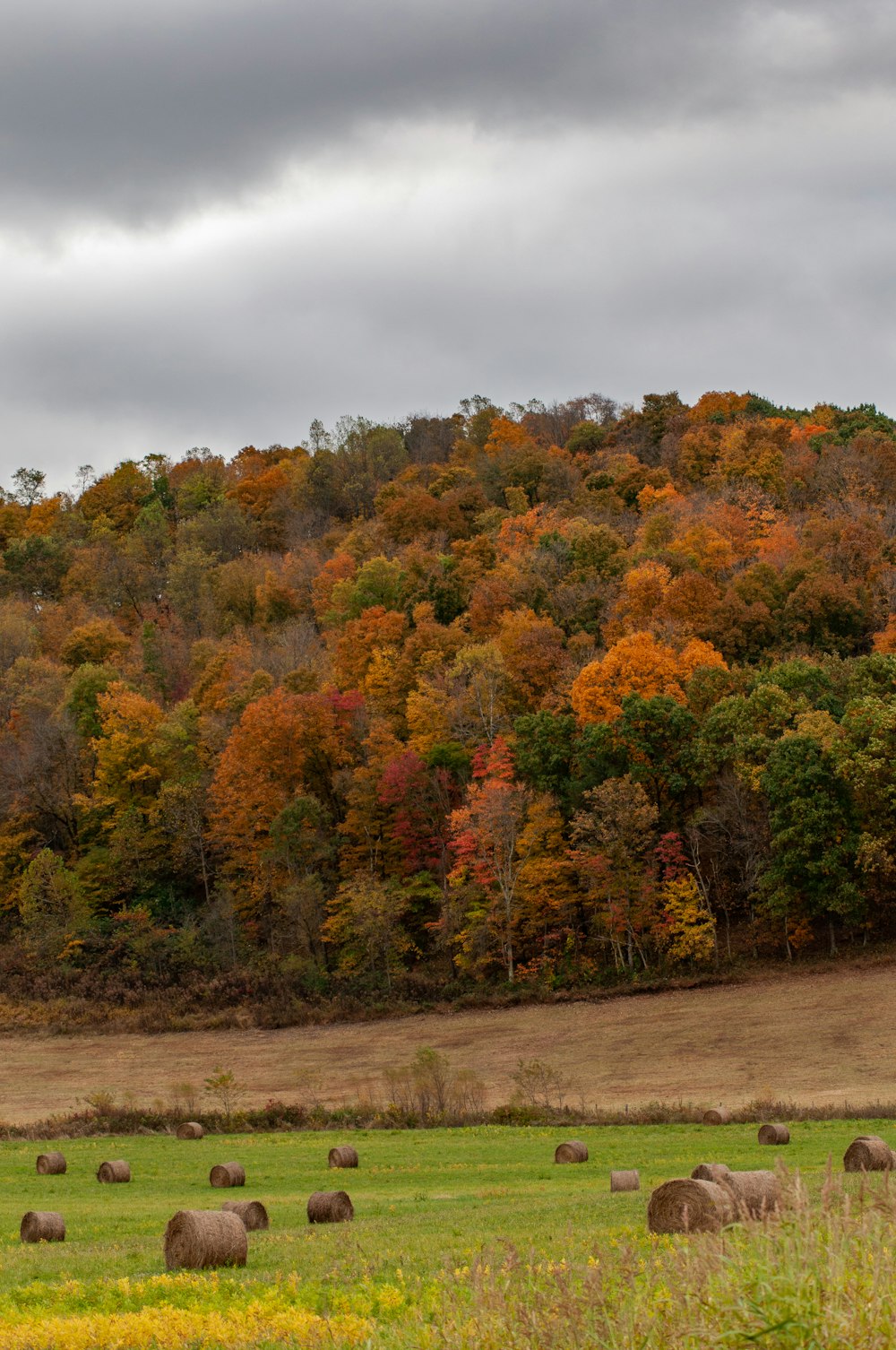 landscape photography of trees