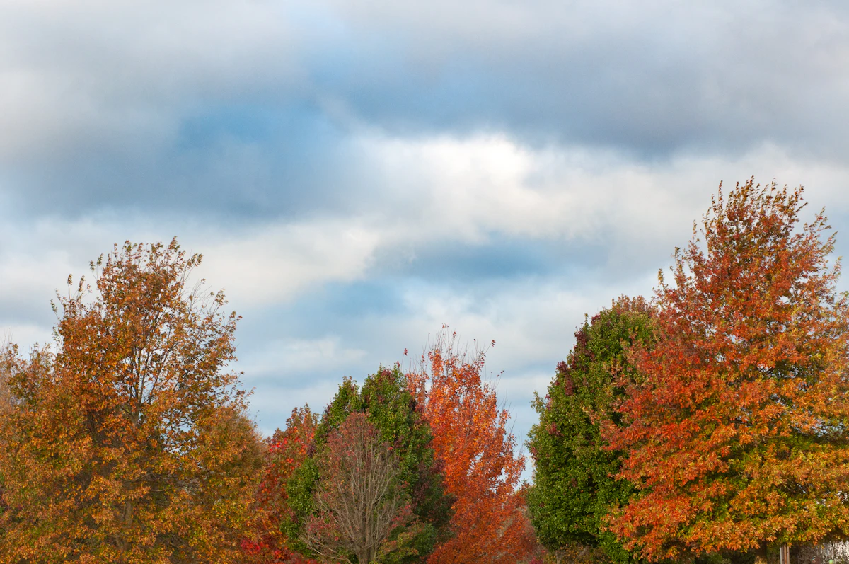 Orange, green and yellow trees in an Ohio autumn