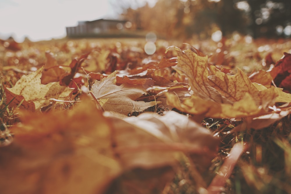 shallow focus photography of brown leaves