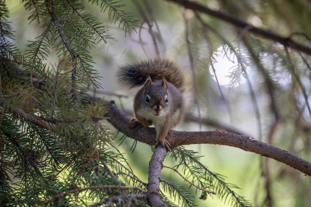 squirrel on tree branch