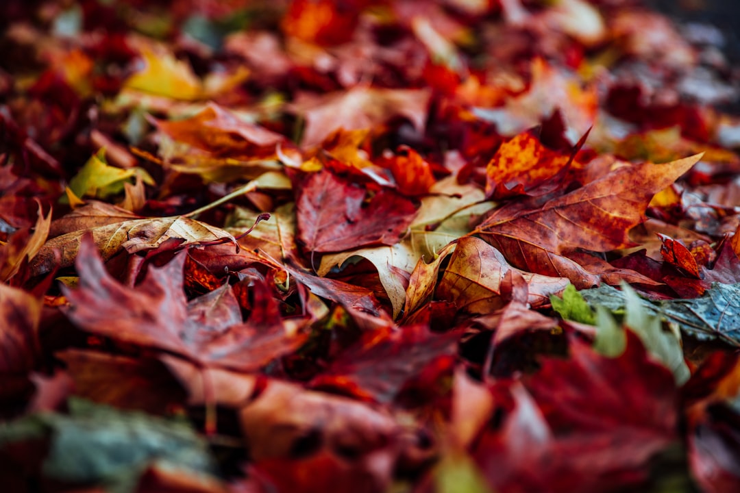 closeup photo of dried leaves