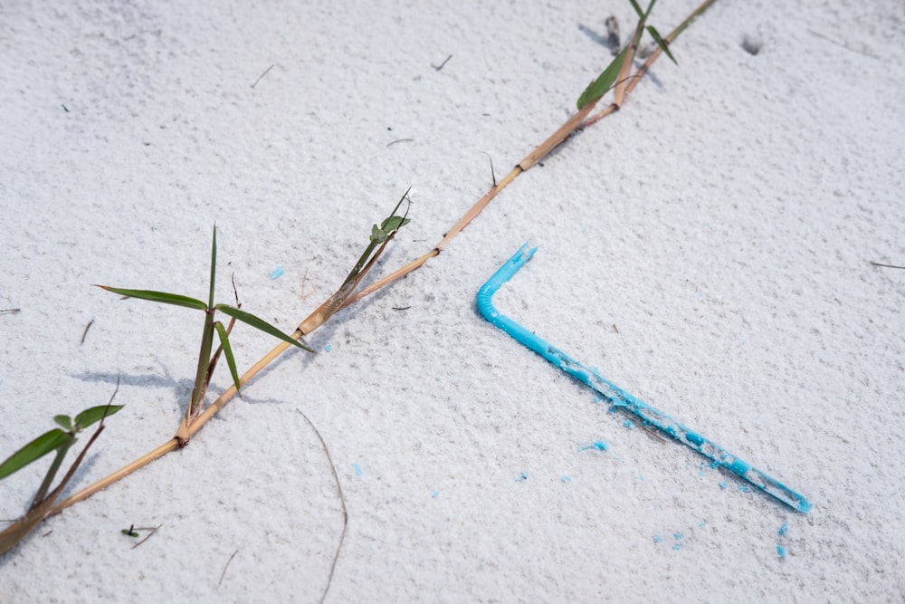 green grass on white sand